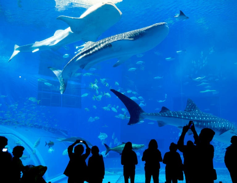 السياحة العائلية في كوريا الجنوبية