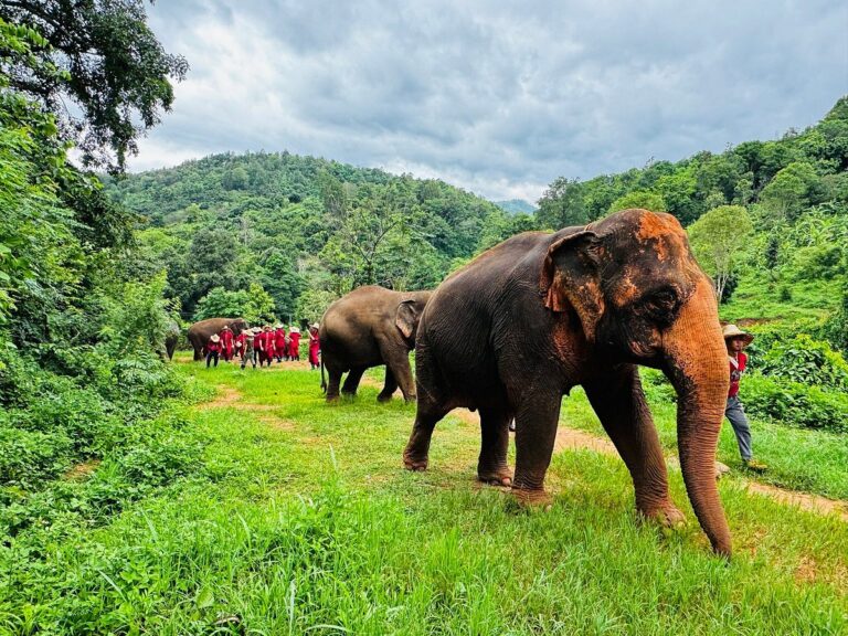 تكلفة السياحة في تايلاند